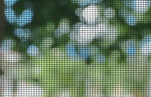 Mosquito screen, close up